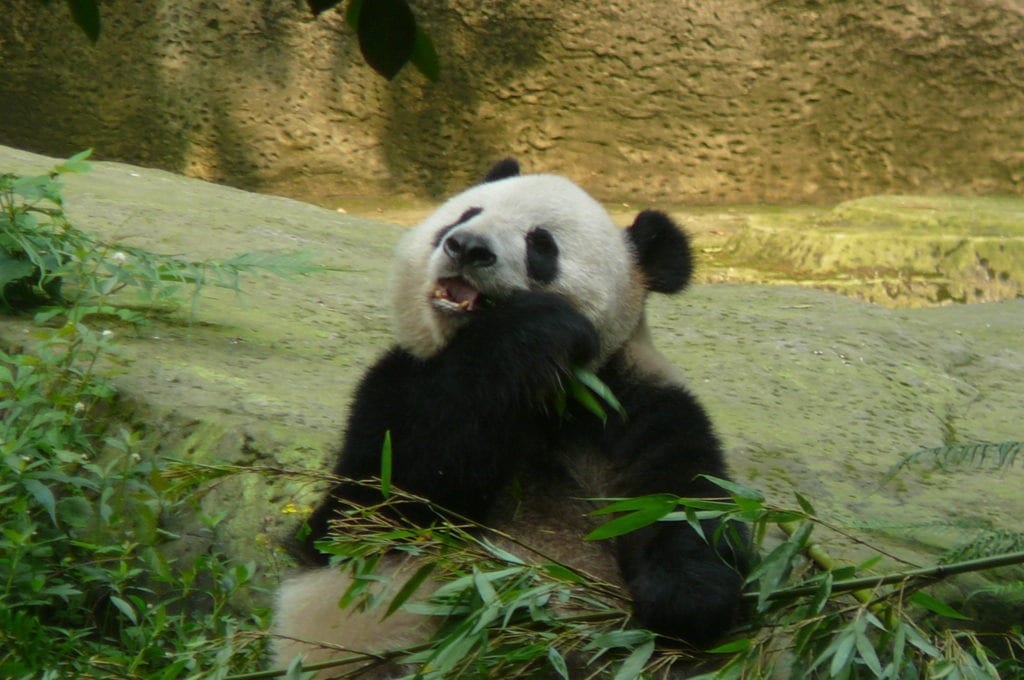 Here's a picture of a Beautiful Giant Panda Bear enjoying "lunch" at the Chongqing Zoo in China