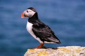 A picture of an Atlantic Puffin in Newfoundland