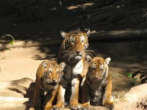 Tigers Nancy & Shawn Power saw at the San Diego Zoo