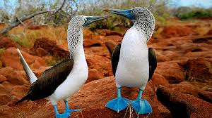 Blue-footed Booby birds on the Galapagos Islands