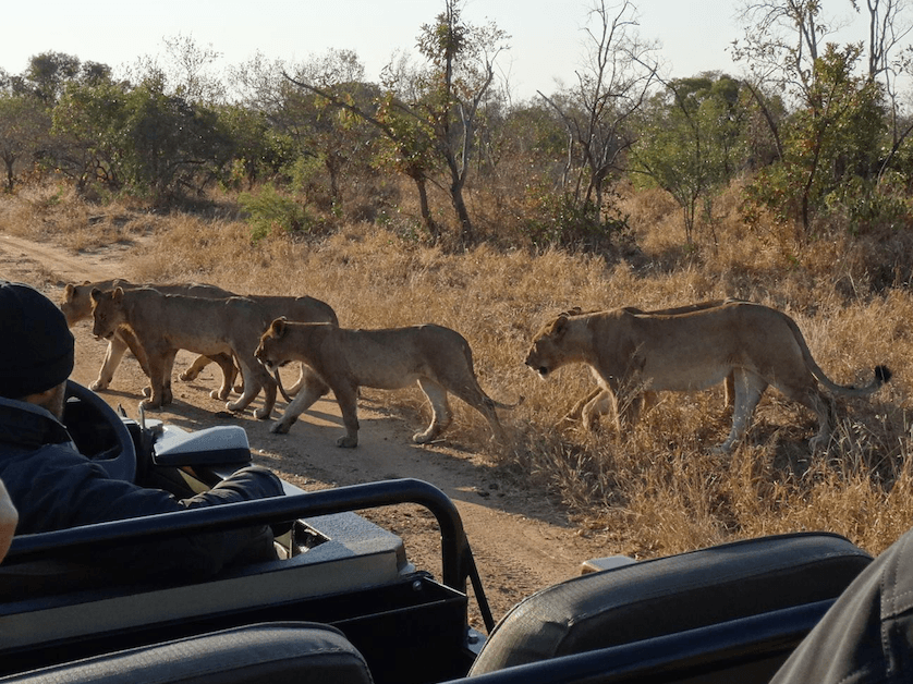 pride of lions viewing at Tintswalo Safari Lodge with AMA Waterways review