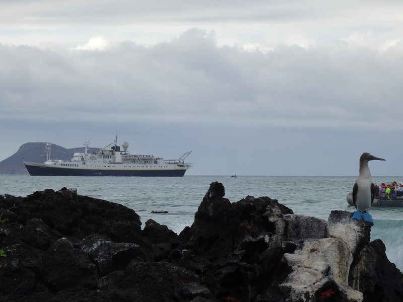 Galapagos Islands Cruise onboard "National Geographic Endeavour