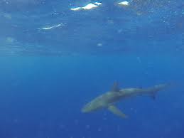 Galapagos Shark while snorkeling