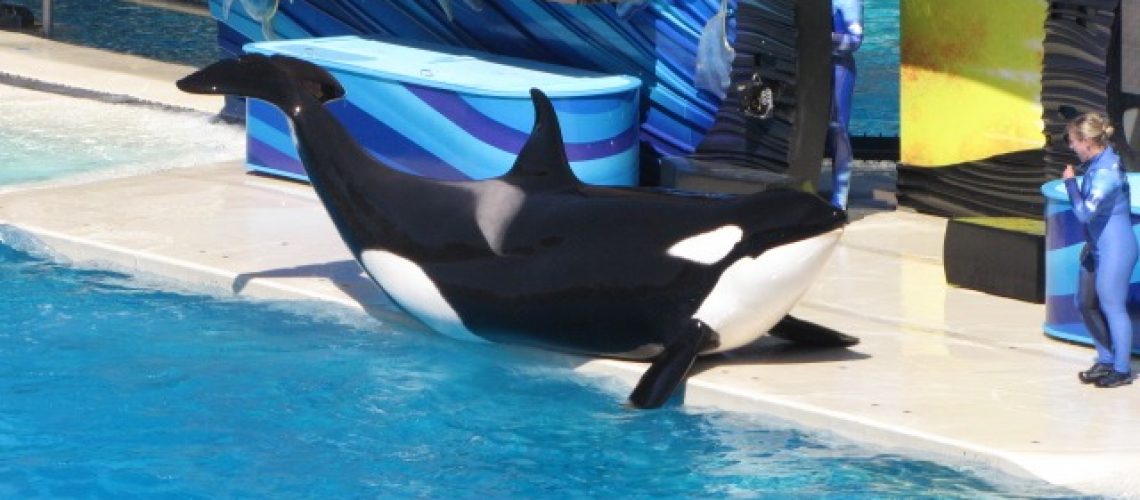 A whale from the Shamu show in SeaWorld, San Diego